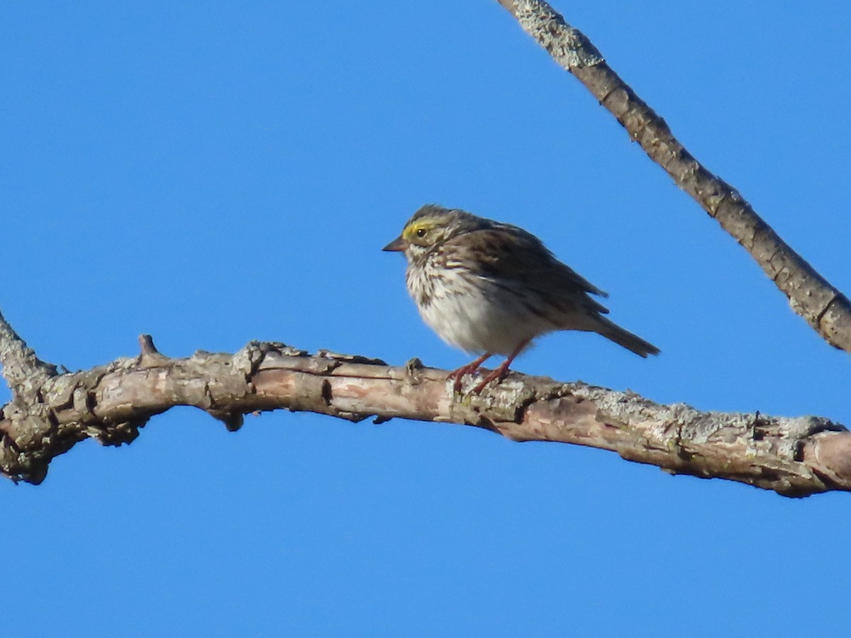 Savannah Sparrow - Kathleen Starr