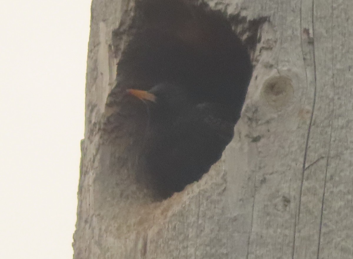 European Starling - Violet Kosack