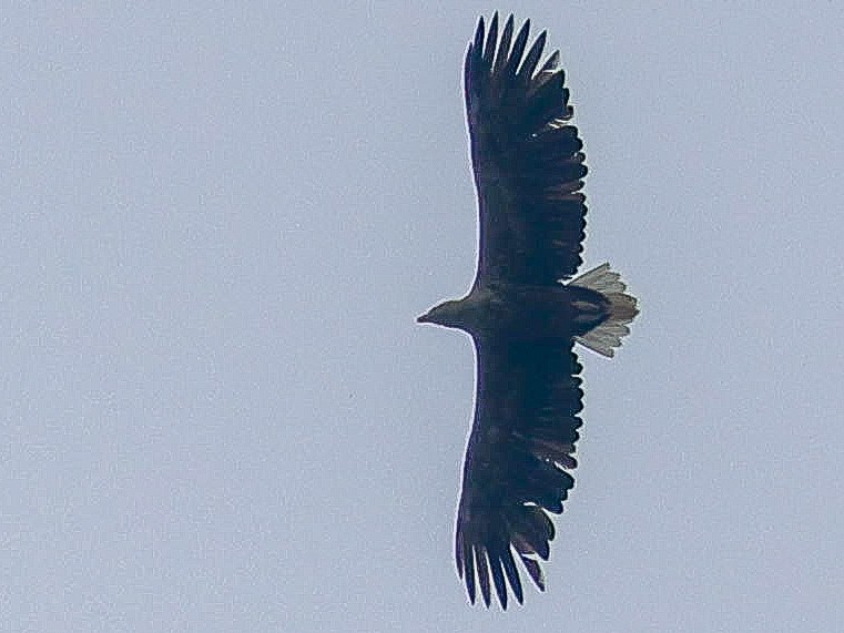 White-tailed Eagle - ML618828934