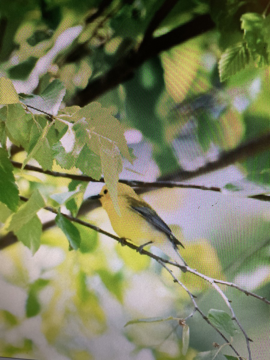 Prothonotary Warbler - ML618828939