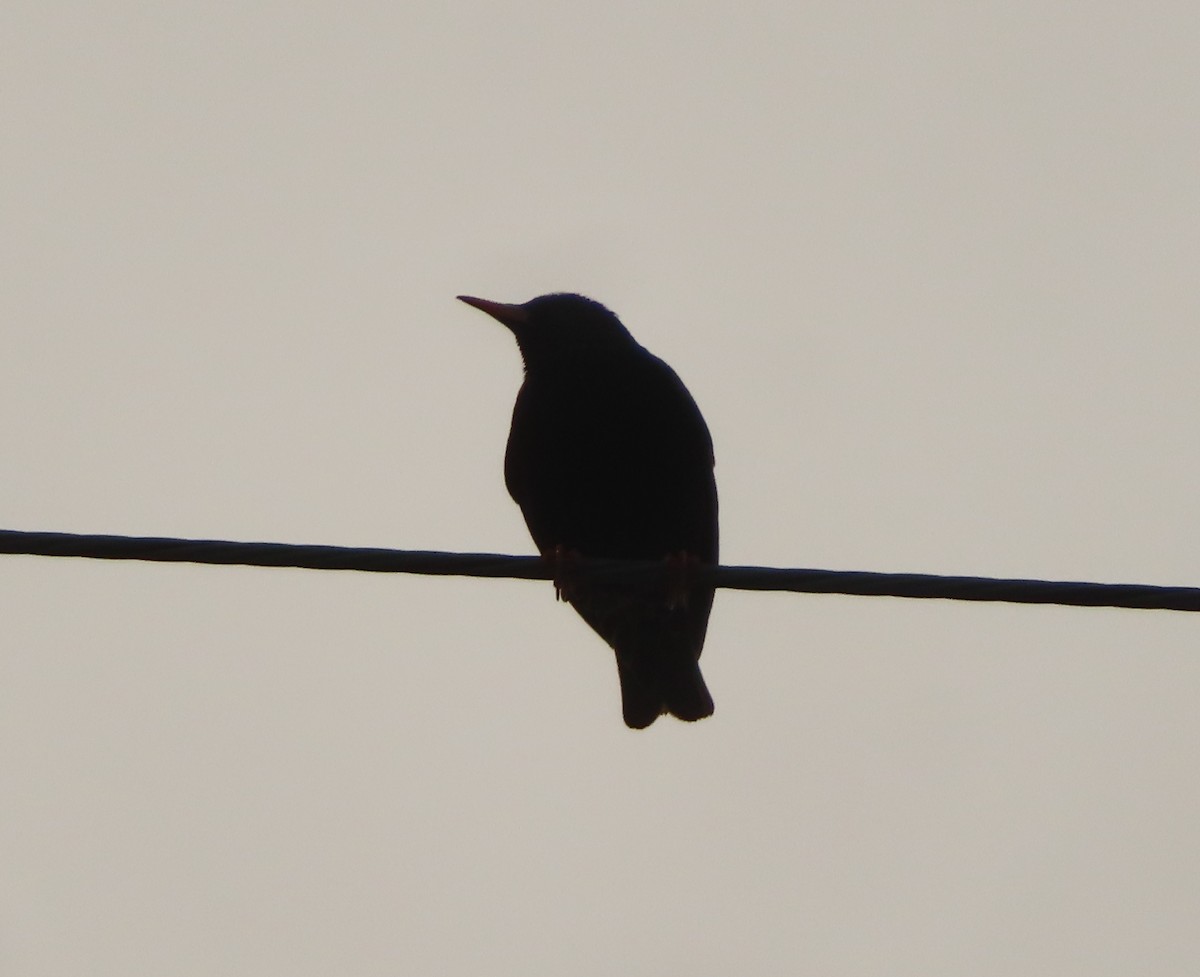 European Starling - Violet Kosack