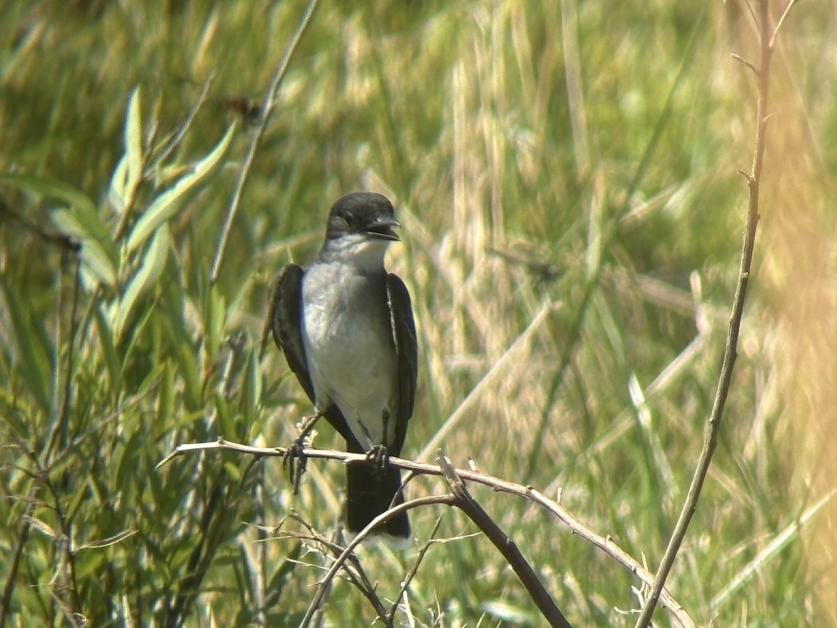 Eastern Kingbird - John  Thomton