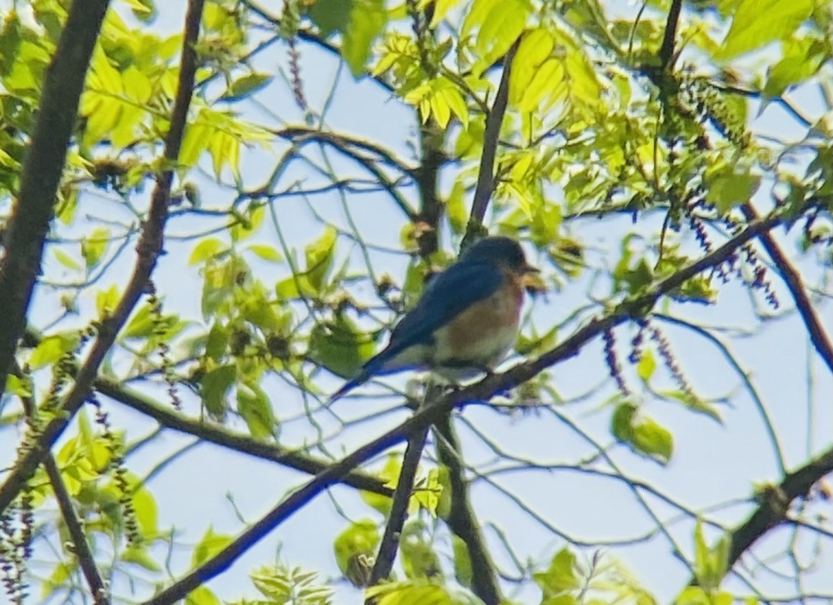 Eastern Bluebird - Monica Powers