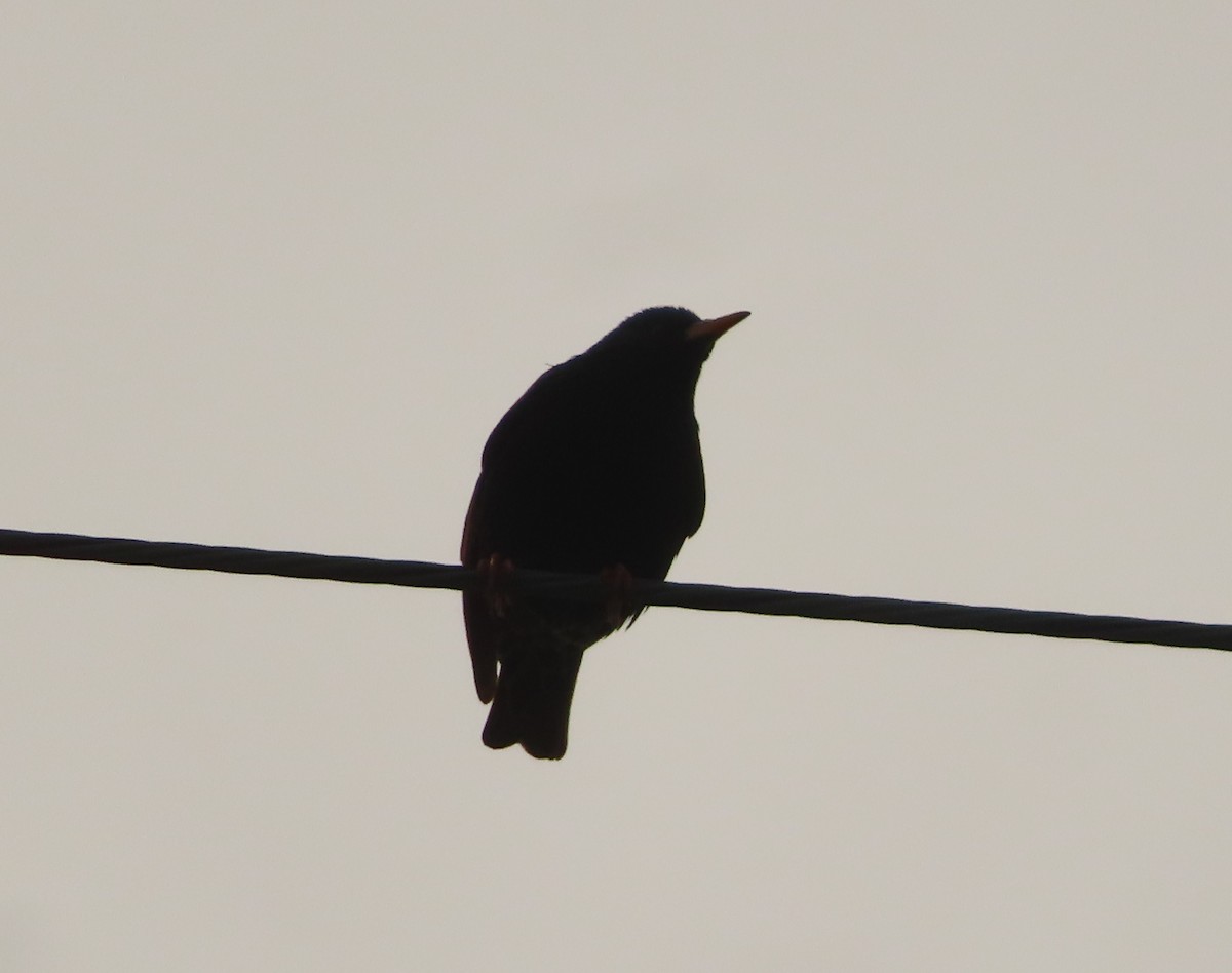 European Starling - Violet Kosack