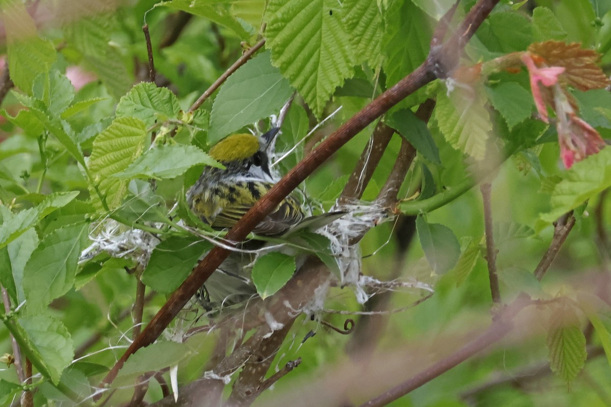 Chestnut-sided Warbler - Larry Therrien