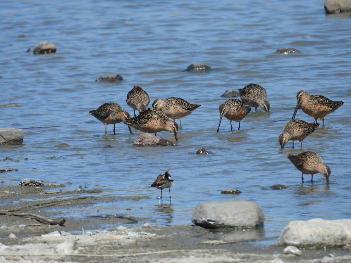 Long-billed Dowitcher - Sharon Henry