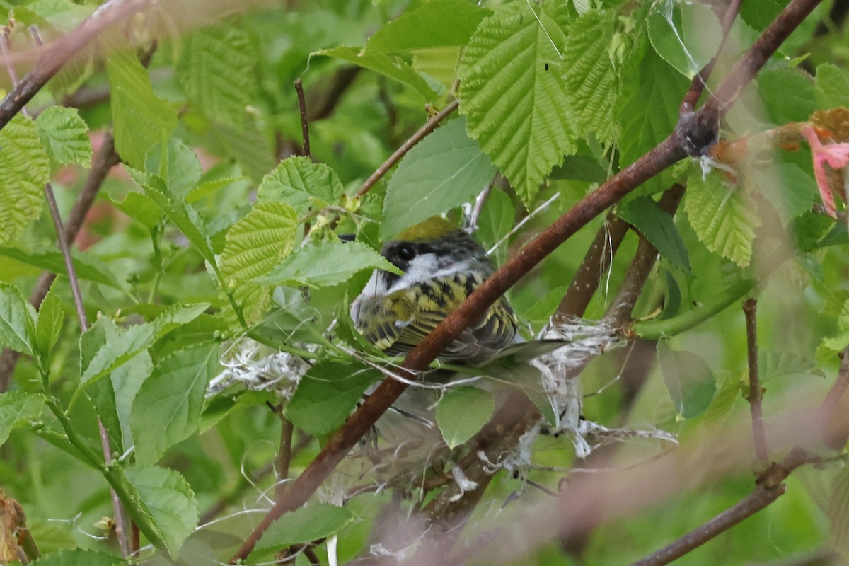 Chestnut-sided Warbler - Larry Therrien