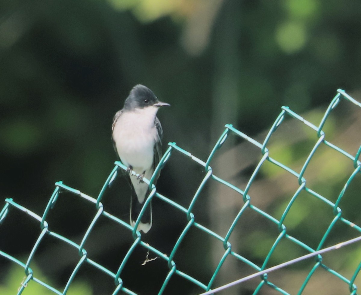 Eastern Kingbird - DICK GRUBB