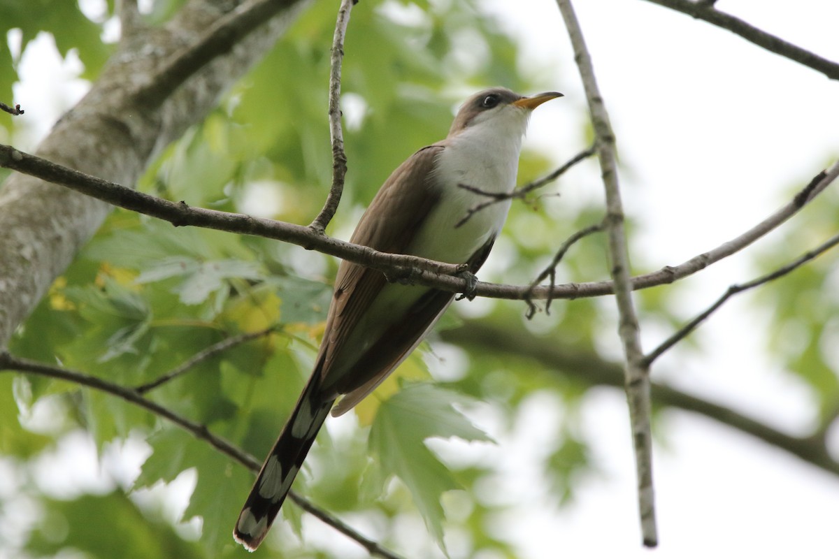 Yellow-billed Cuckoo - ML618828974