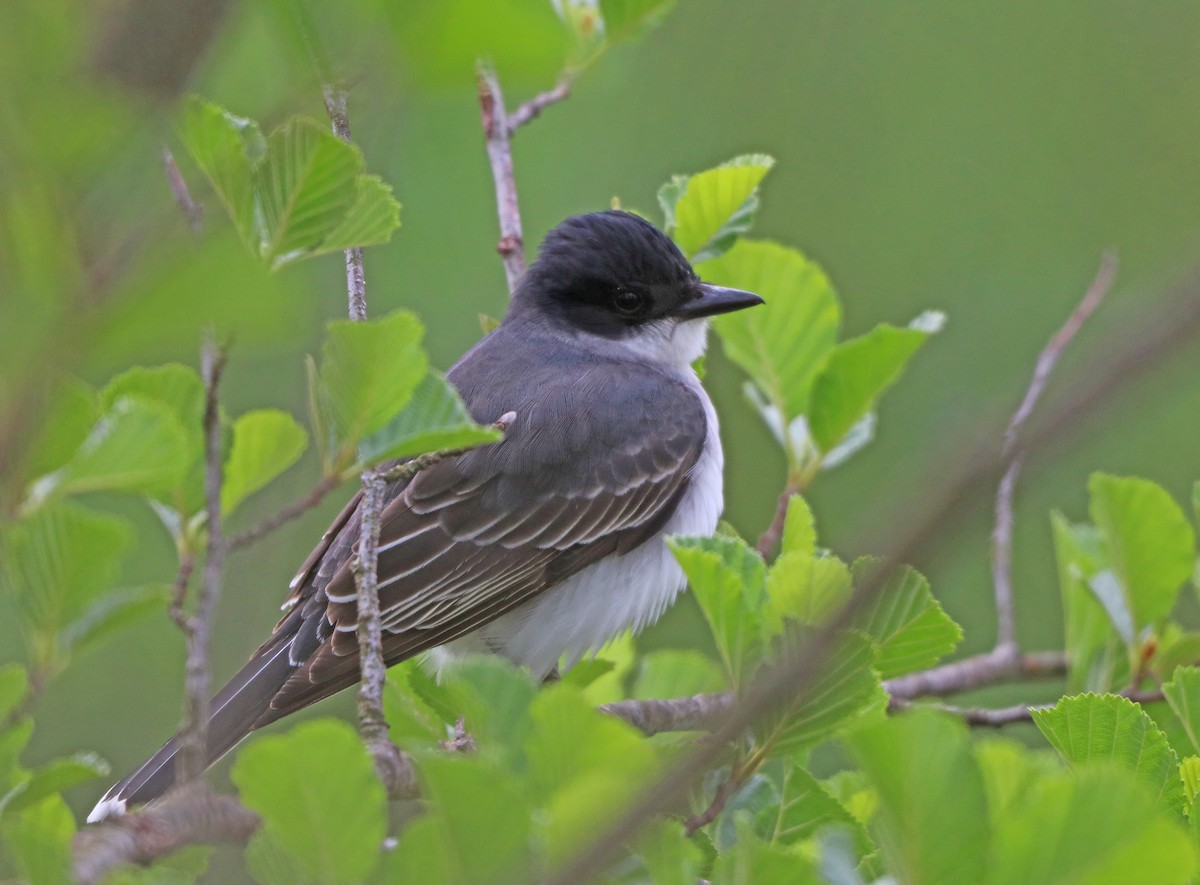 Eastern Kingbird - Mark Nale