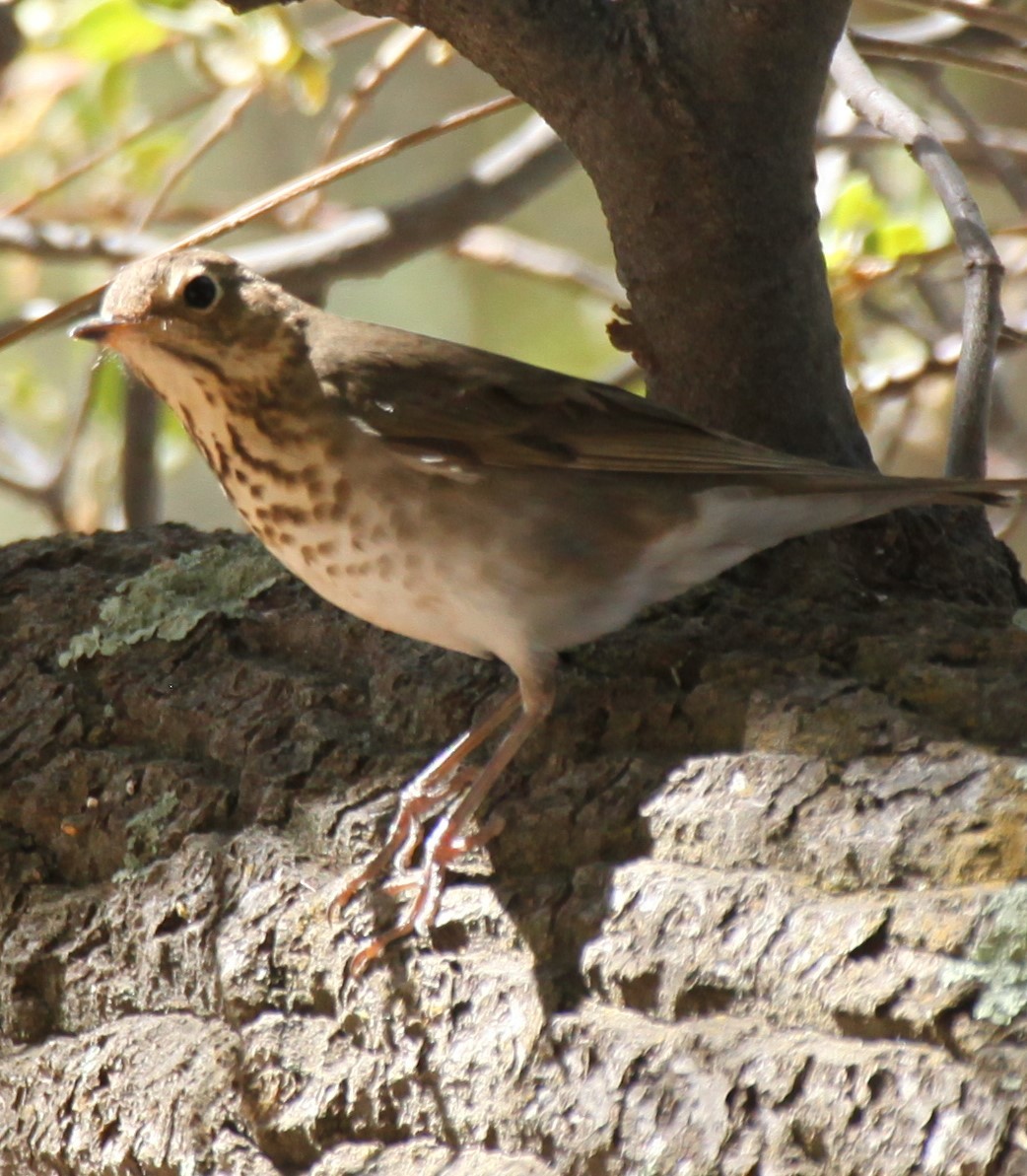 Swainson's Thrush - Ken Lamberton