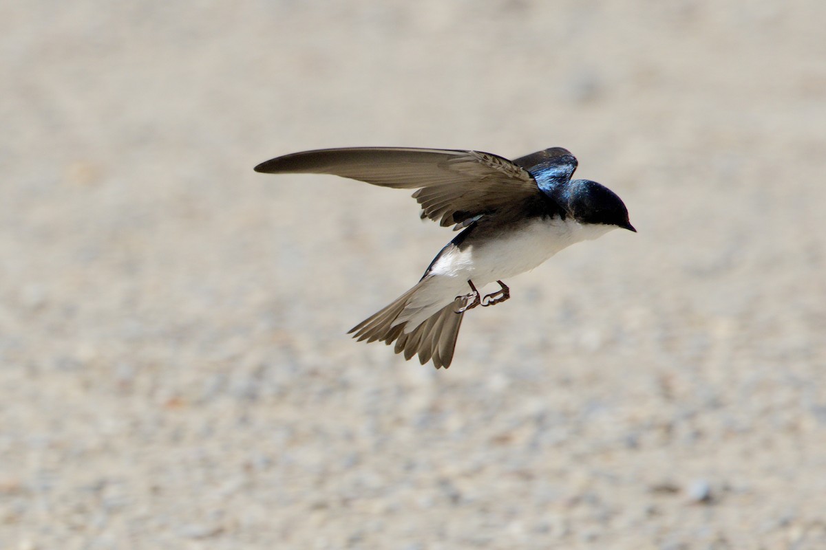 Tree Swallow - Trevor Churchill