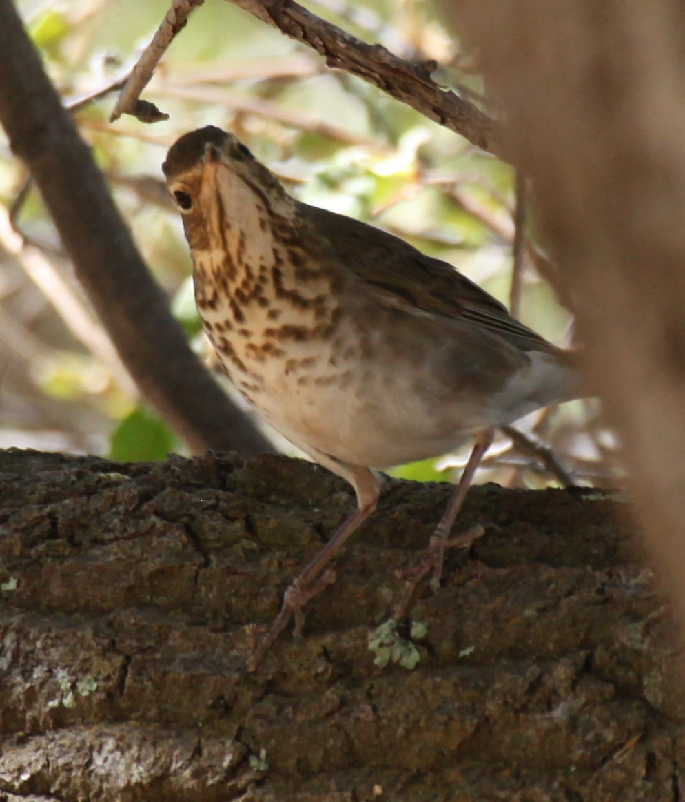 Swainson's Thrush - Ken Lamberton