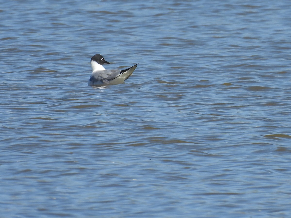 Bonaparte's Gull - ML618829008