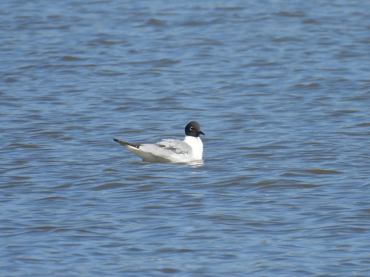 Bonaparte's Gull - Sharon Henry