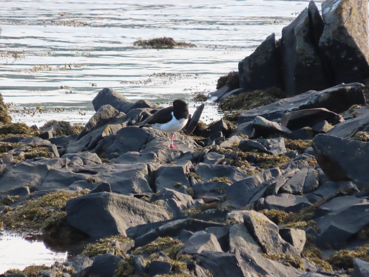 Eurasian Oystercatcher - ML618829011