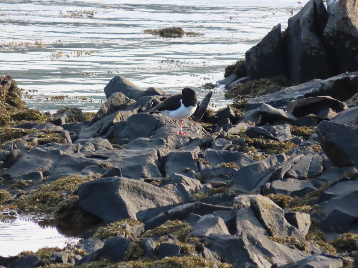 Eurasian Oystercatcher - ML618829015