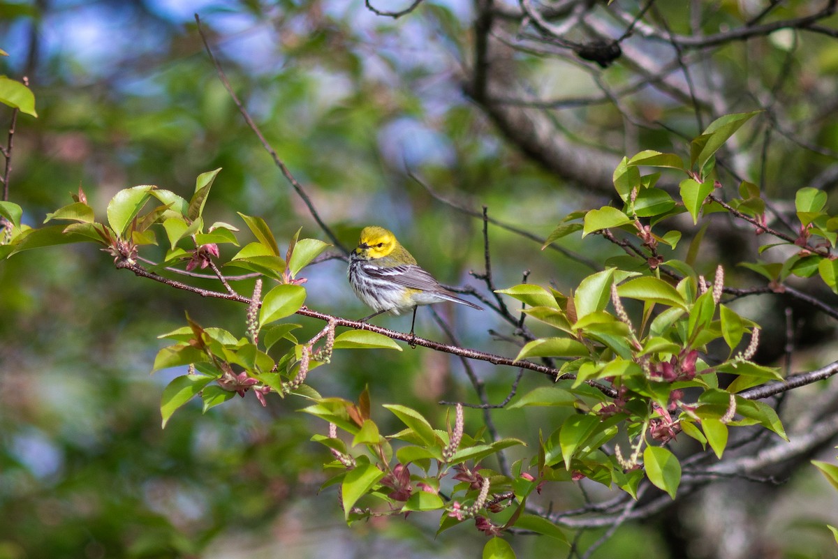 Black-throated Green Warbler - Anna Thaenert