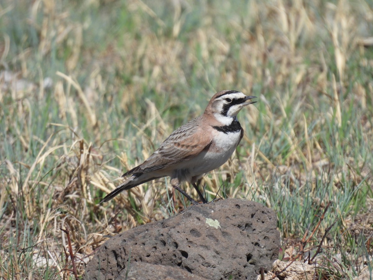 Horned Lark - Sharon Henry