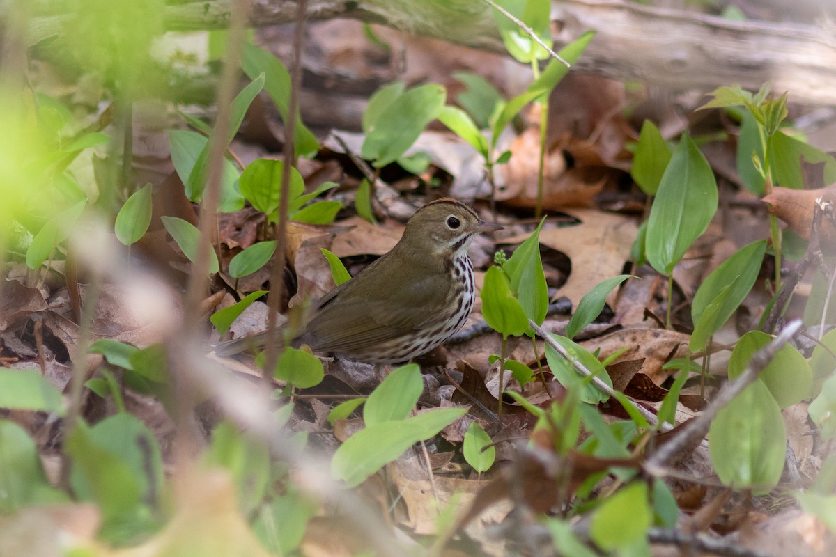 Ovenbird - Anna Thaenert