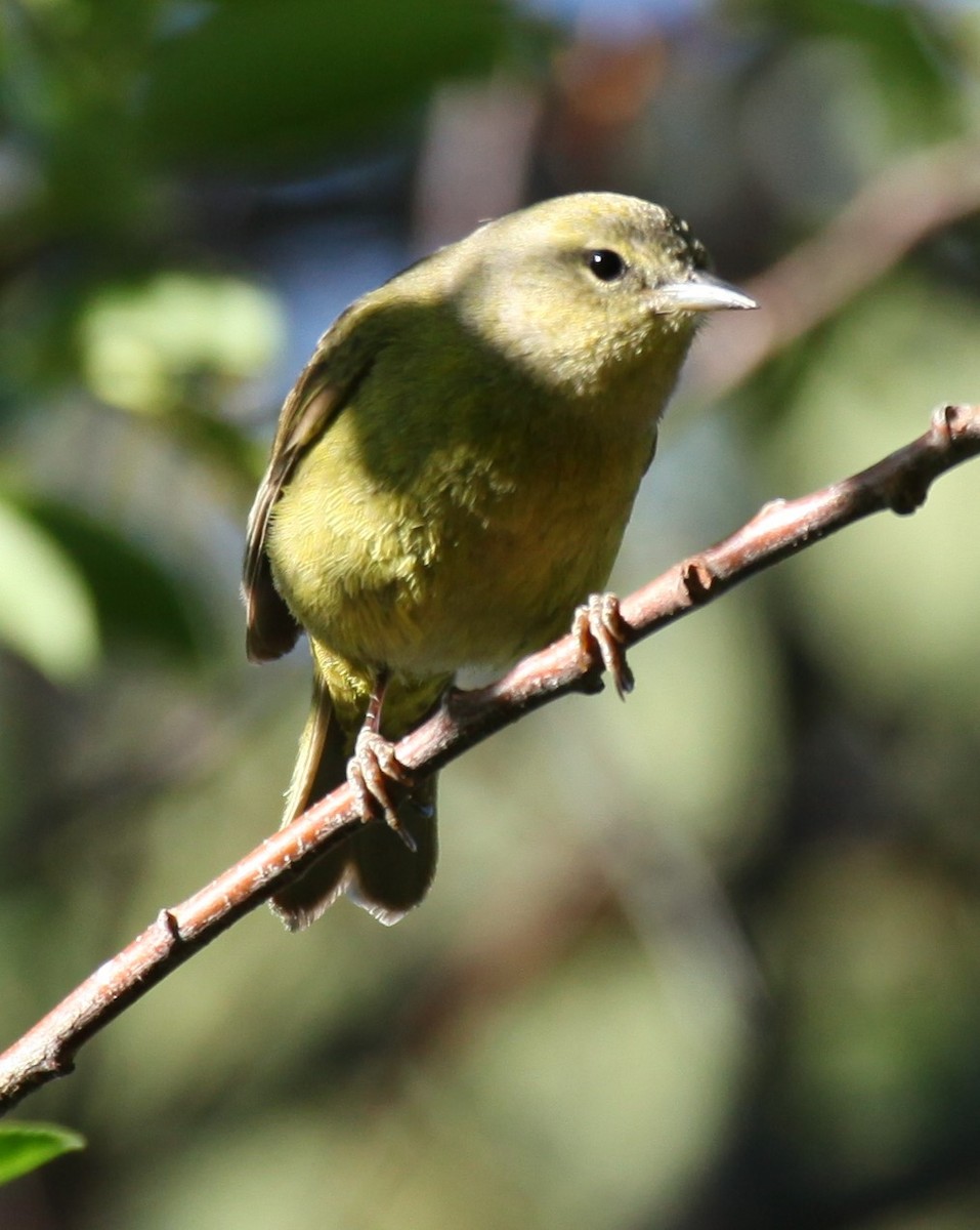 Orange-crowned Warbler - Ken Lamberton