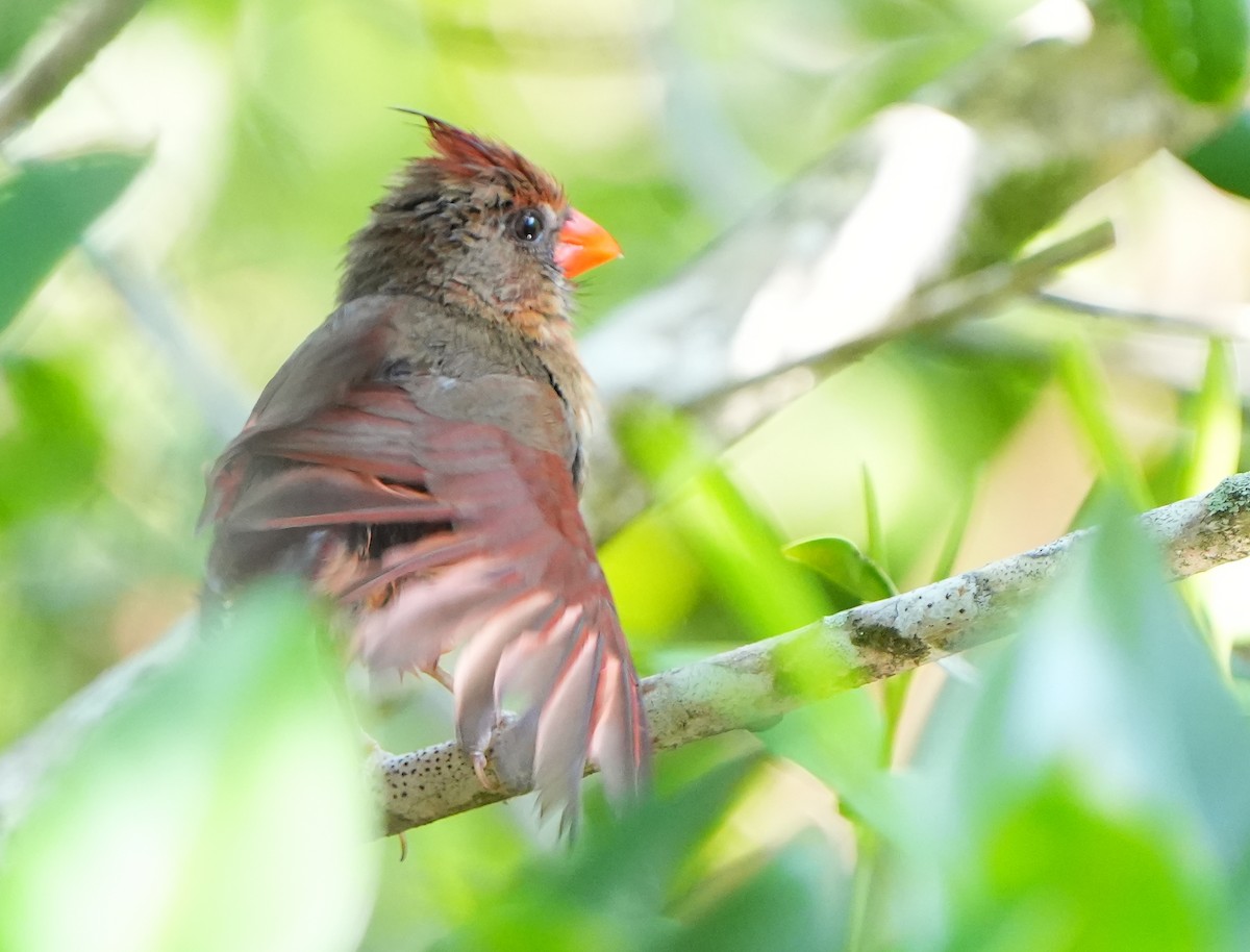 Northern Cardinal - Dave Bowman