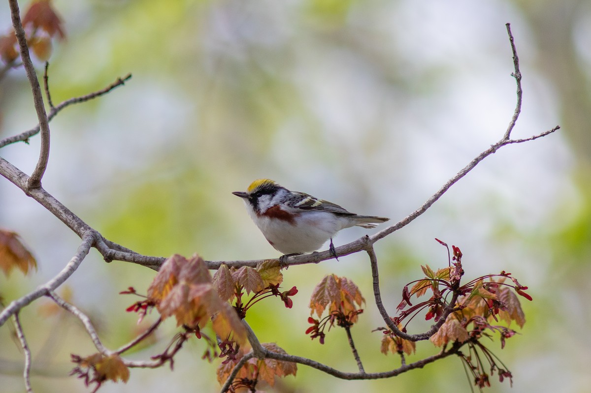 Chestnut-sided Warbler - Anna Thaenert