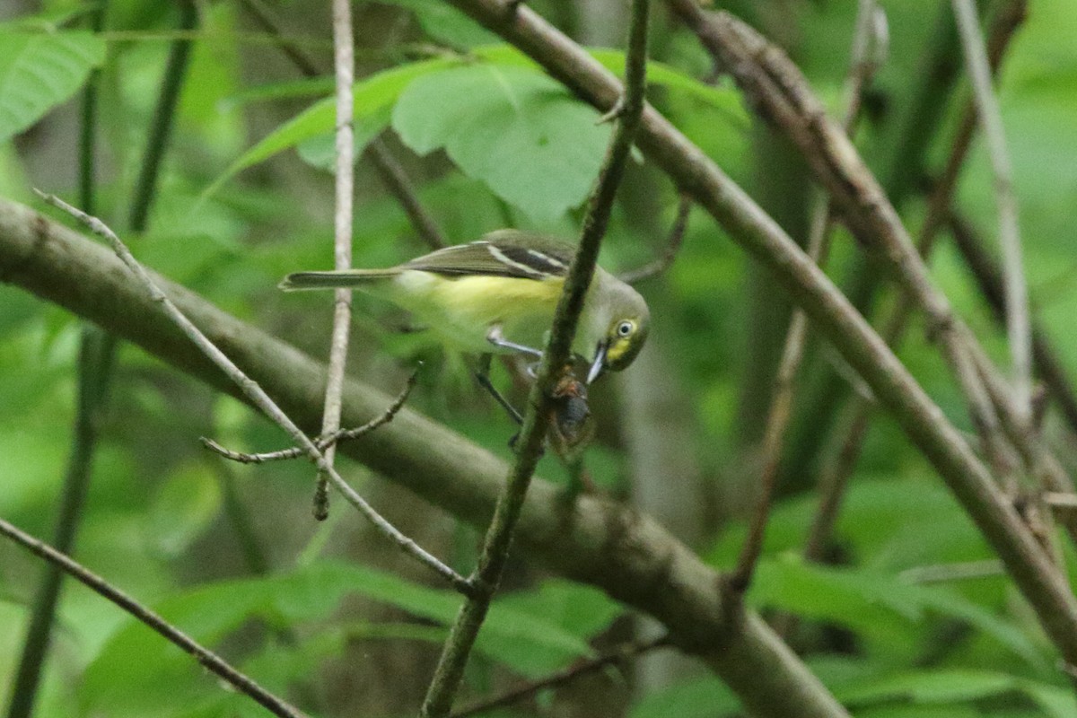 White-eyed Vireo - Kenny Benge