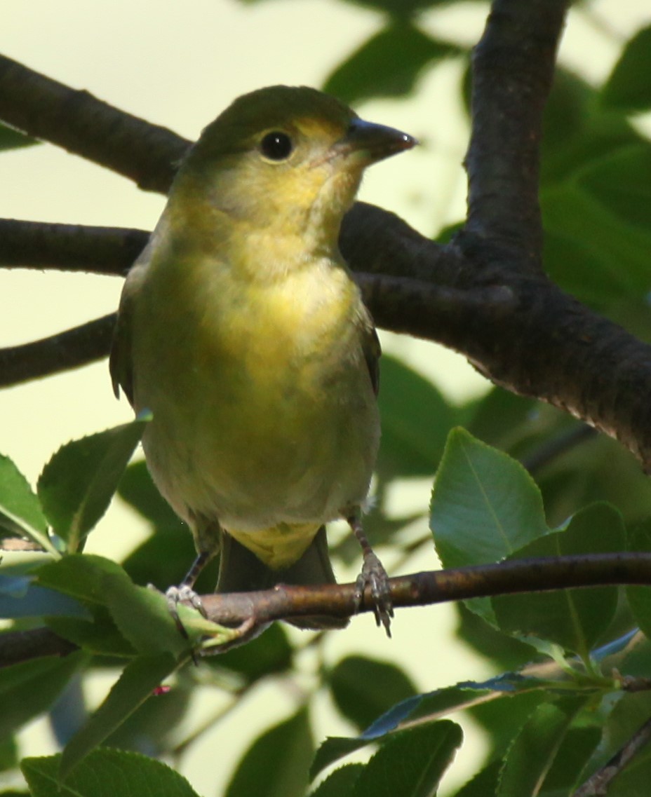 Western Tanager - Ken Lamberton