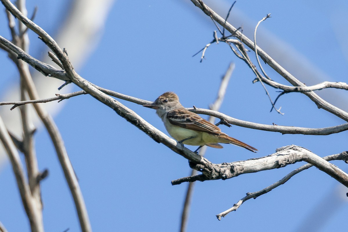 Ash-throated Flycatcher - Becca Cockrum