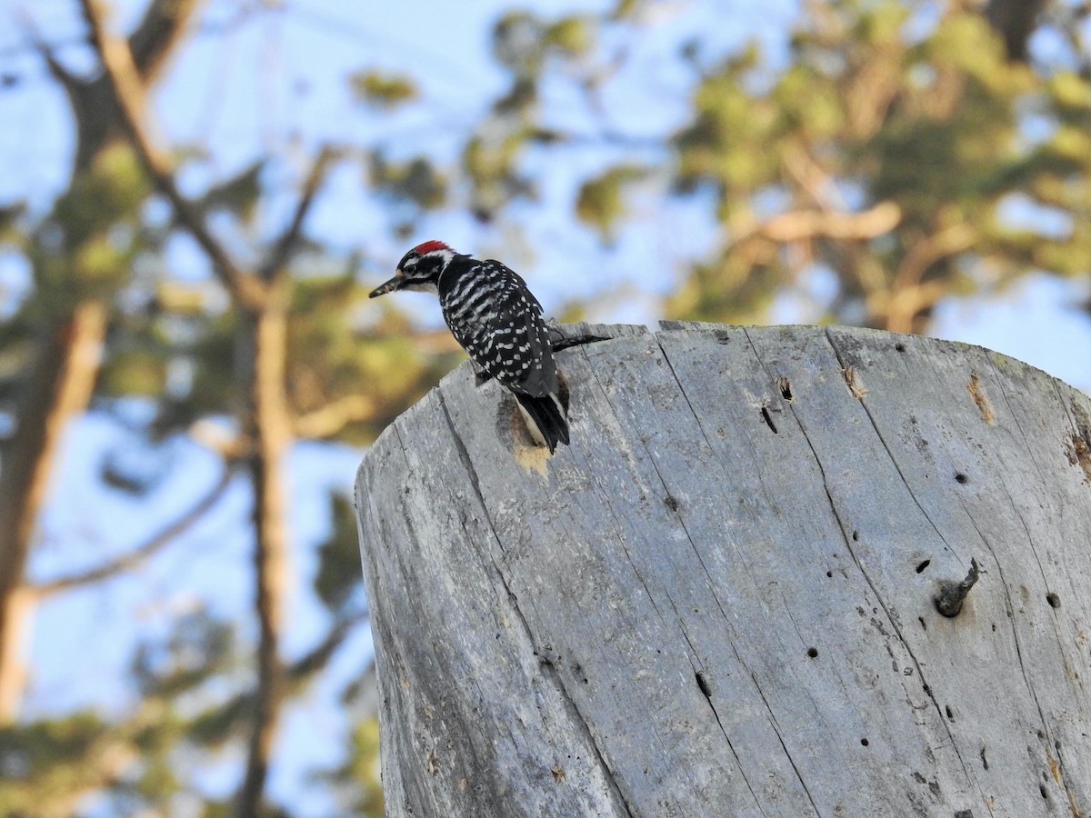 Nuttall's Woodpecker - Sam Talarigo