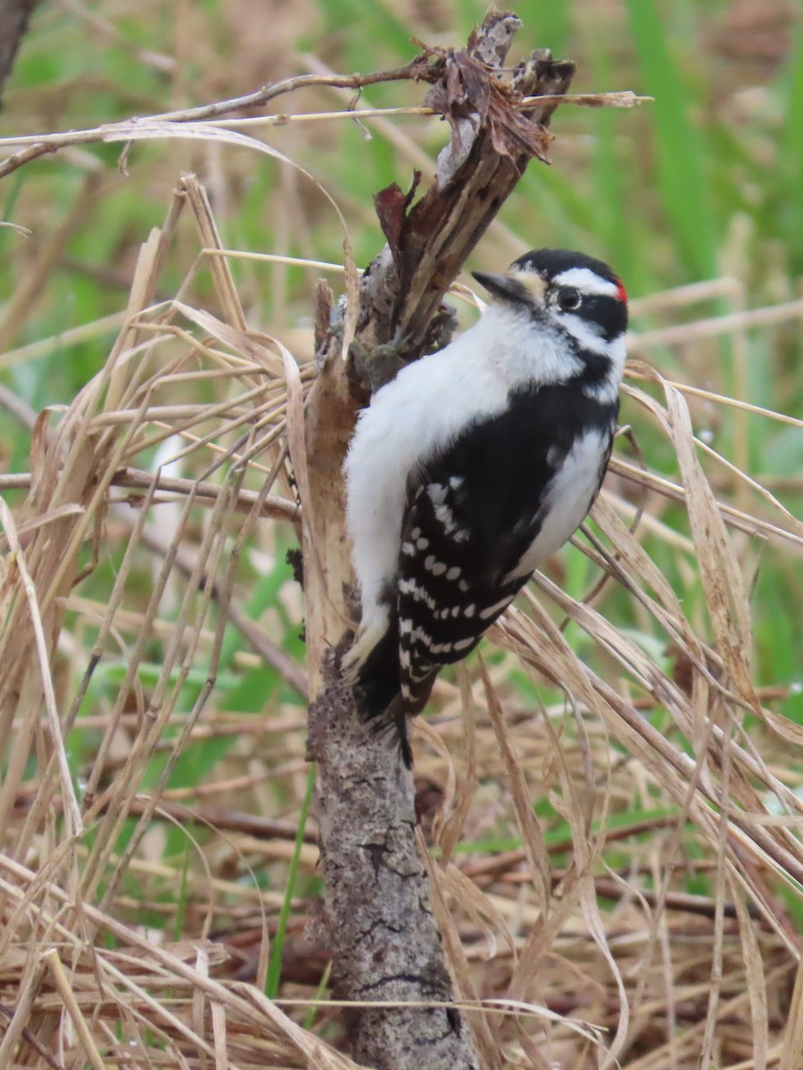 Downy Woodpecker - Kathleen Starr