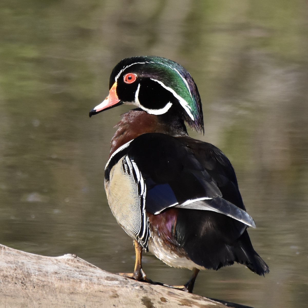 Wood Duck - Benoit Goyette