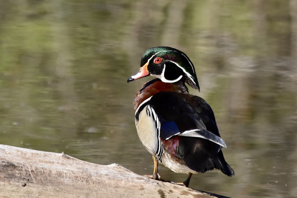 Wood Duck - Benoit Goyette