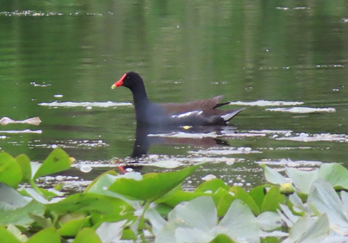 Common Gallinule - ML618829101