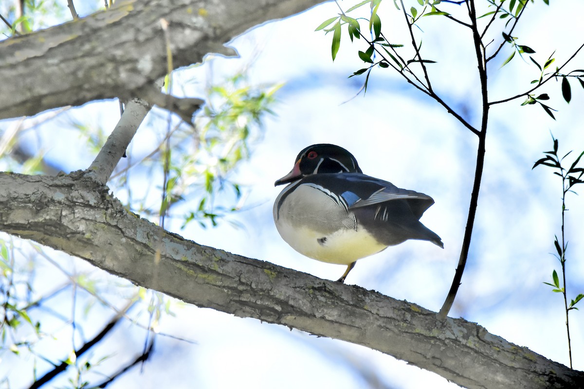 Wood Duck - Benoit Goyette Nathalie Fortin