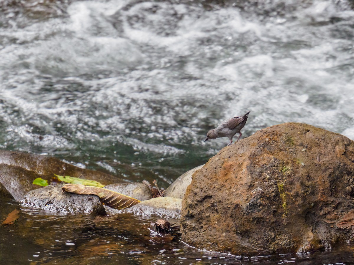 American Dipper - ML618829108