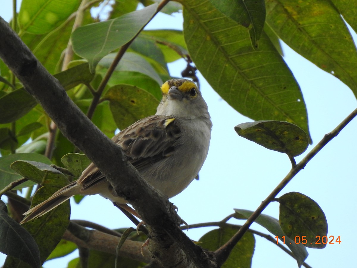 Yellow-browed Sparrow - Miguel Cruz Leyva