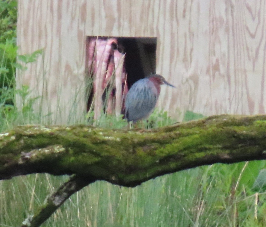 Green Heron - Pat Breneman