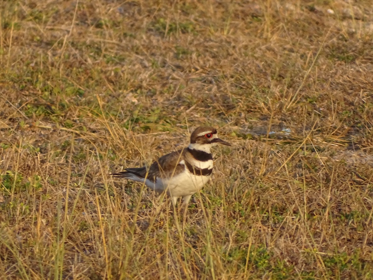 Killdeer - ML618829130