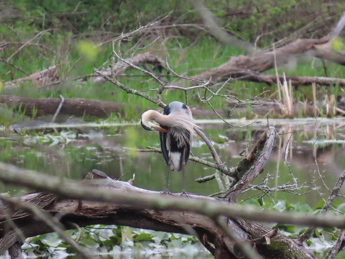 Great Blue Heron - ML618829137