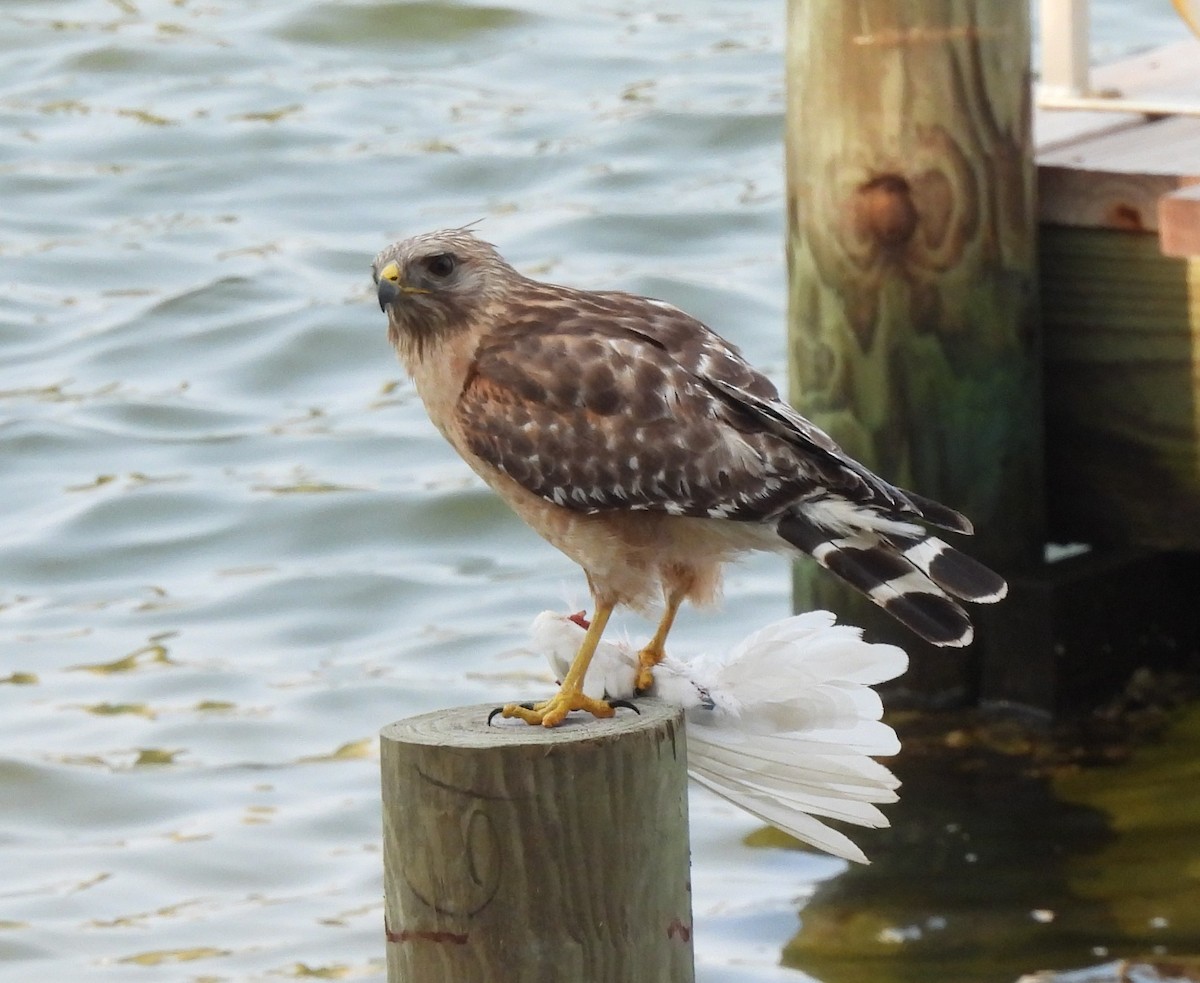 Red-shouldered Hawk - Carol Porch