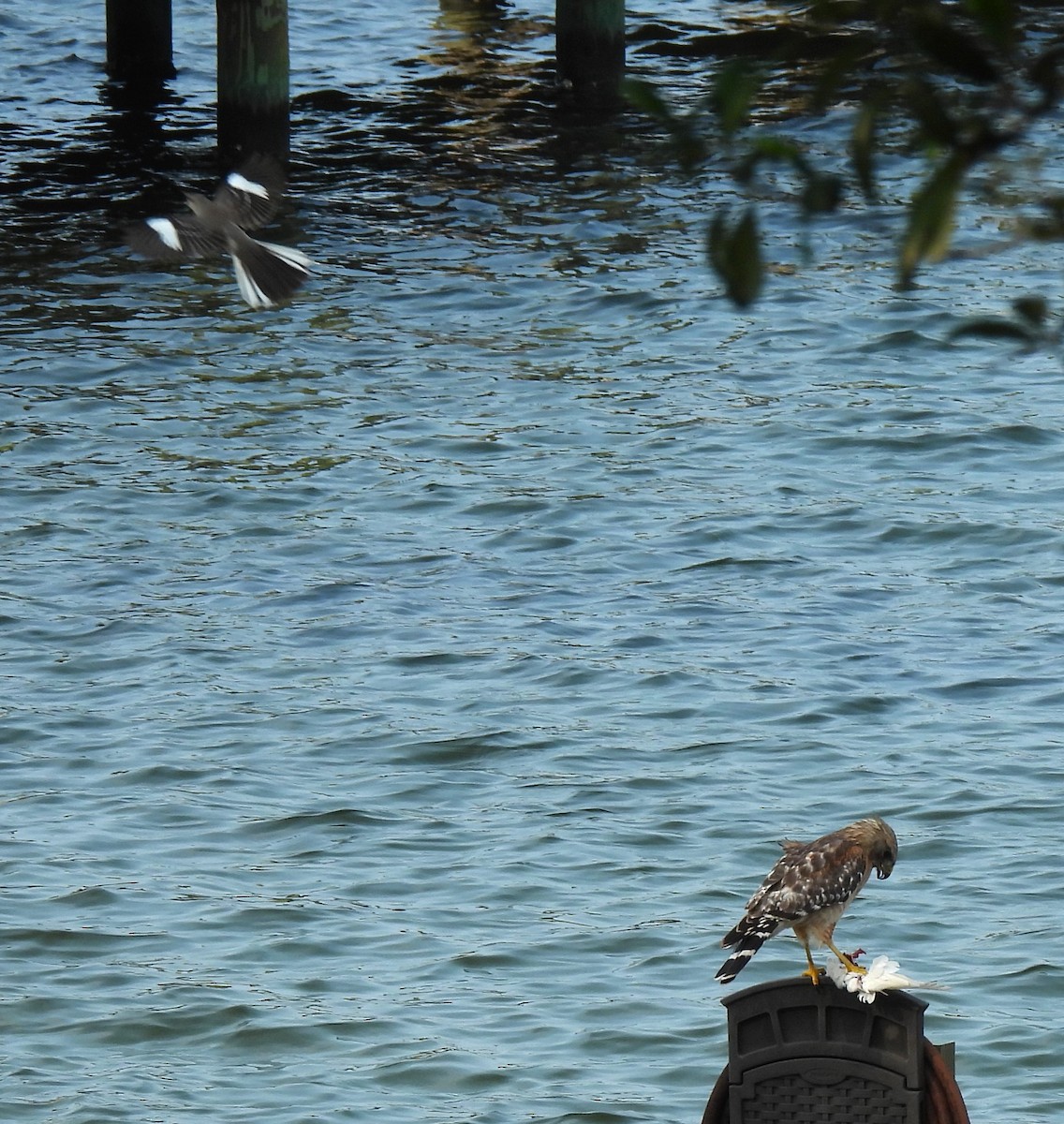 Red-shouldered Hawk - Carol Porch