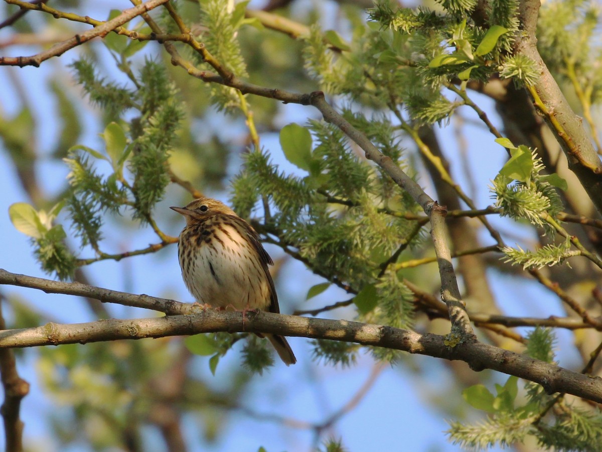 Tree Pipit - Svetlana Sluckaya