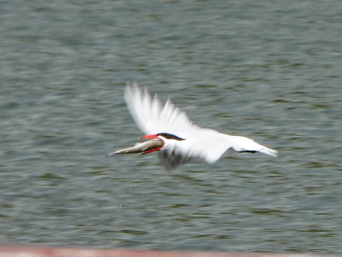 Caspian Tern - Tamara Aho