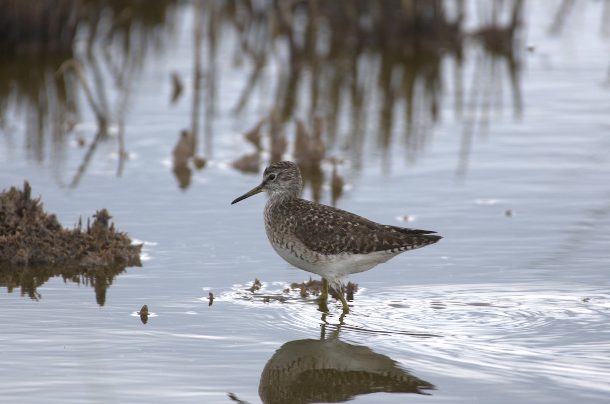 Wood Sandpiper - Umut Özten