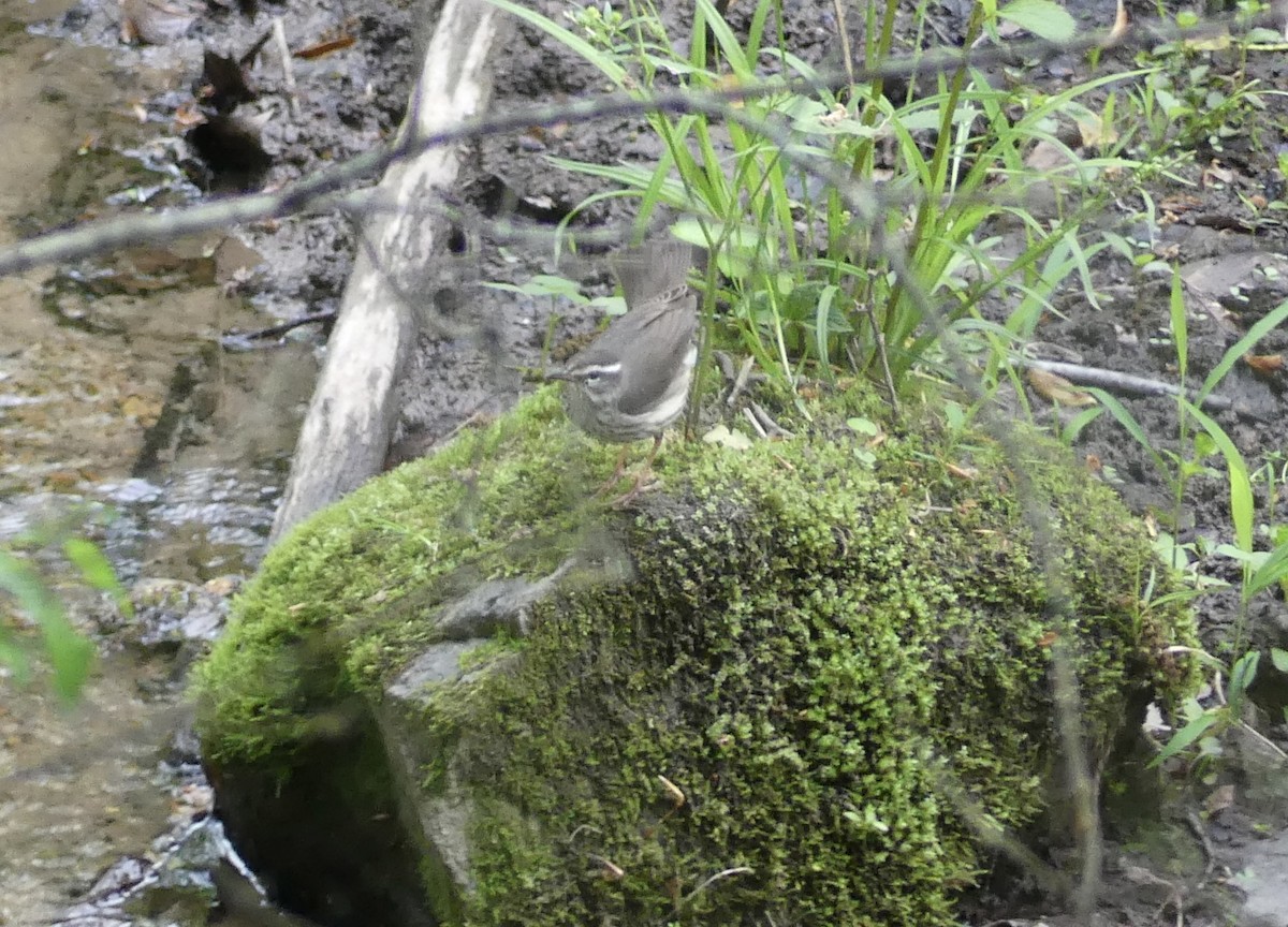 Louisiana Waterthrush - Harriet Bell