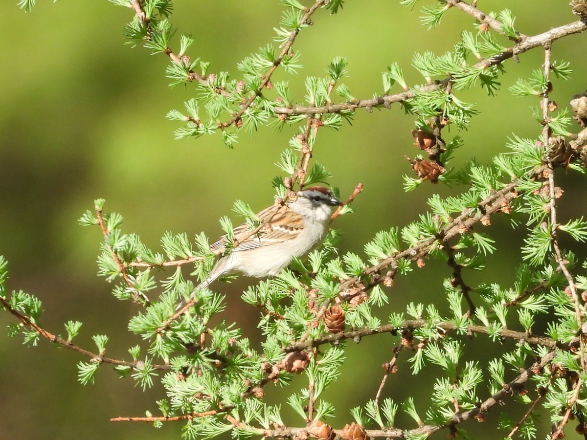 Chipping Sparrow - L Falardeau