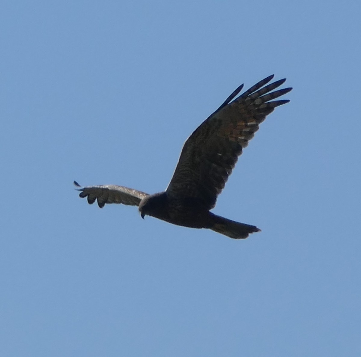 Aguilucho Lagunero Etiópico - ML618829170