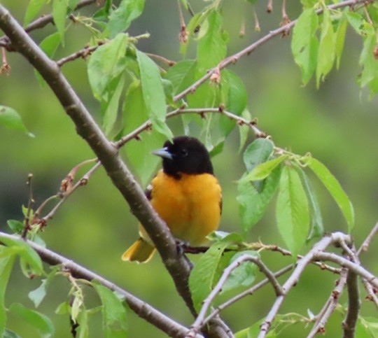 Baltimore Oriole - ML618829172
